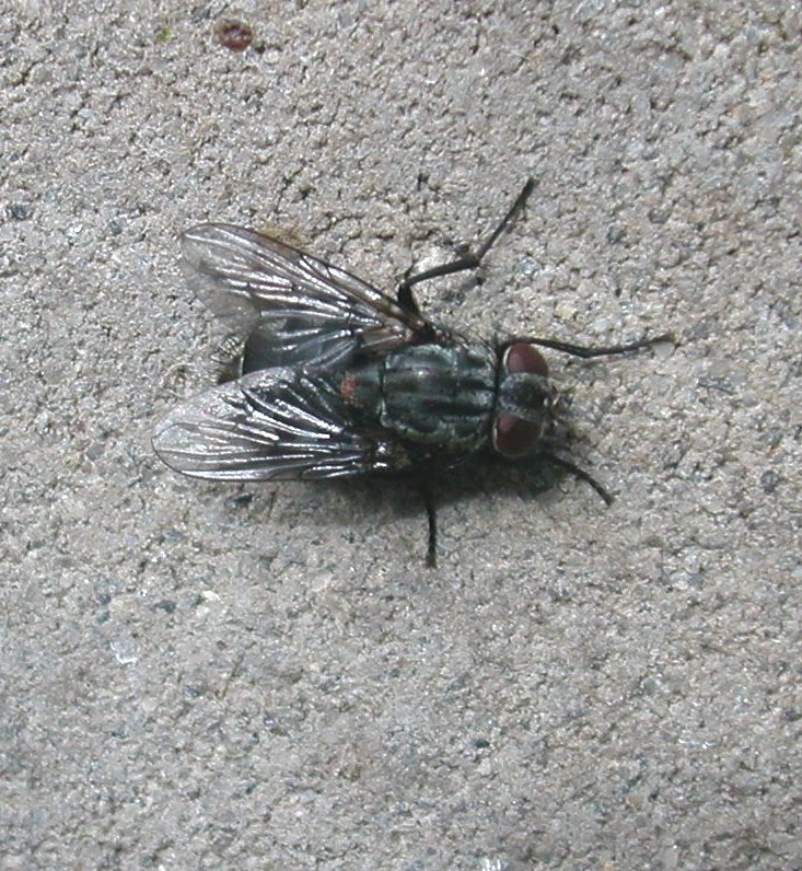 Muscina prolapsa (Muscidae)